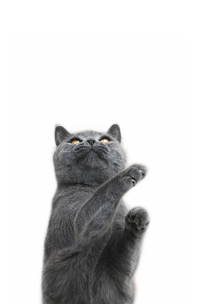 英国短毛猫图片下载