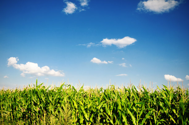 阳光明媚的夏日玉米地图片下载
