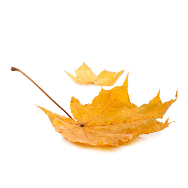 秋天的枫叶图片下载