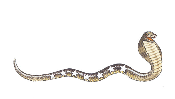 蛇眼镜蛇图片下载