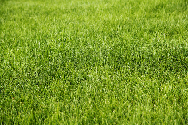 葱郁的绿草刚剪过图片下载