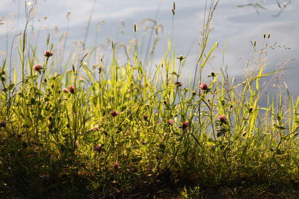 夕阳中的三叶草图片下载