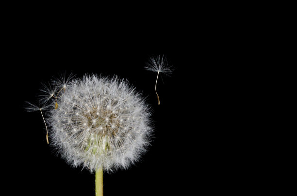 自由漂浮的蒲公英种子图片下载