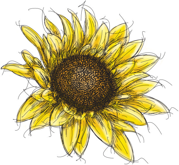 向日葵图片下载