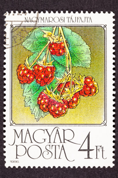取消匈牙利邮票红树莓果挂在灌木上图片下载
