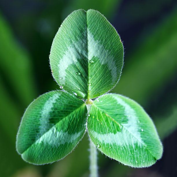 三叶草图片下载