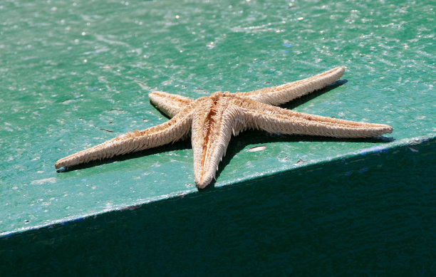 海星海底外图片下载