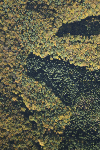 鸟瞰图的秋天森林图片下载