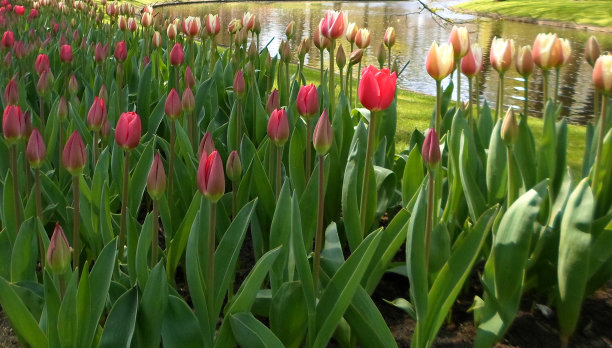 郁金香湖图片下载
