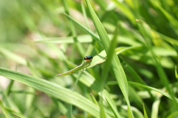 绿色甲虫图片下载