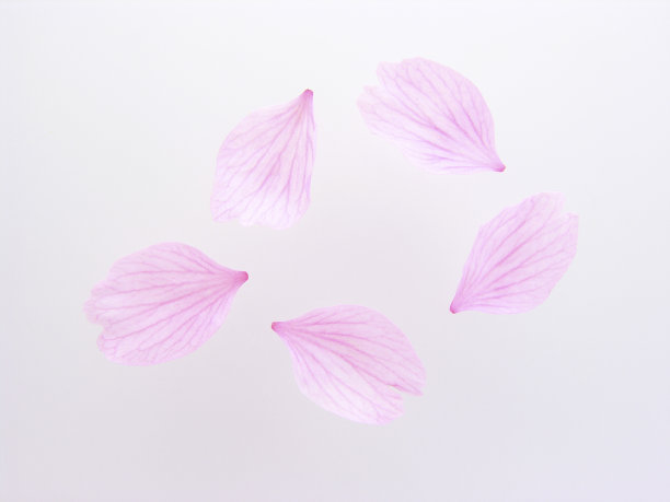 樱花花瓣图片下载