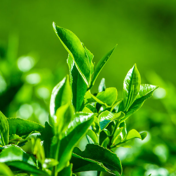 新鲜茶叶特写图片下载