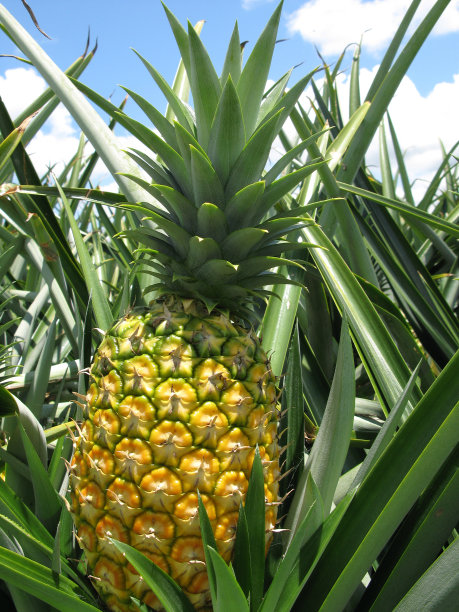 皮尼亚图片下载