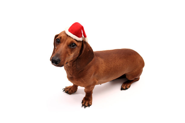 小圣诞狗狗图片下载