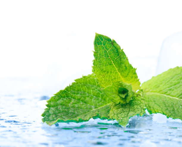 新鲜薄荷图片下载