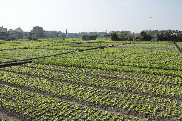 蔬菜领域,中国图片下载