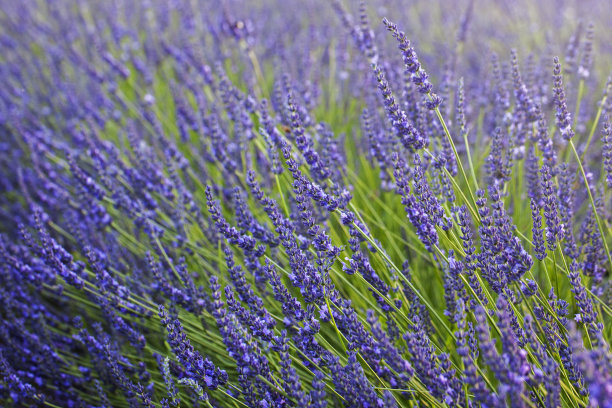 薰衣草图片下载