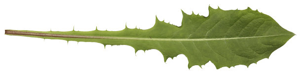 蒲公英离开图片下载