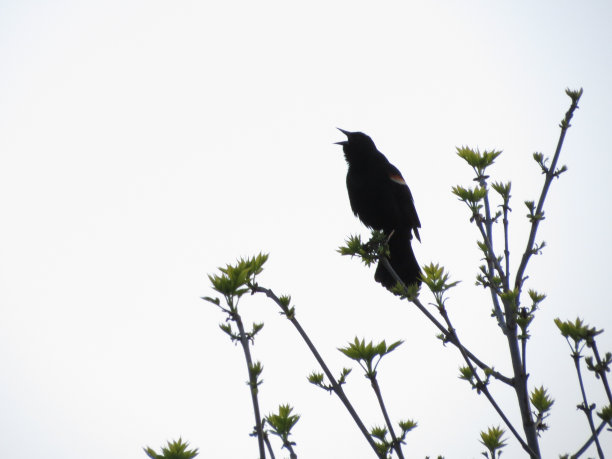 红翼黑鹂在树上鸣叫图片下载