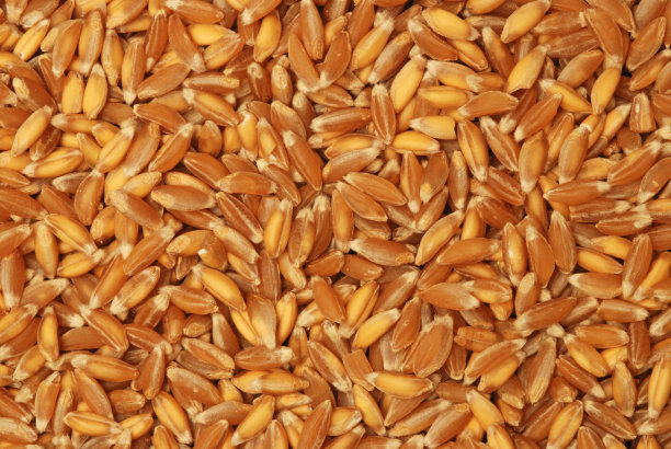 二粒小麦谷物图片下载