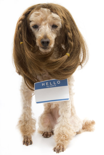 穿着空白姓名标签的深色卷毛狗图片下载