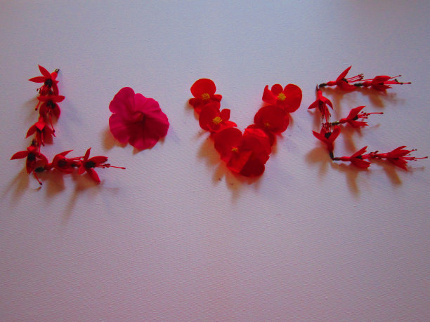 爱的花朵图片下载