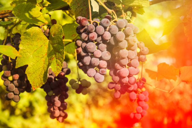 红酒葡萄图片下载