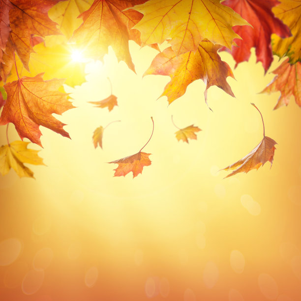 秋天的落叶图片下载