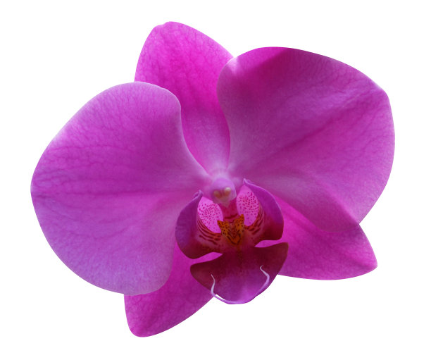 兰花花朵孤立图片下载