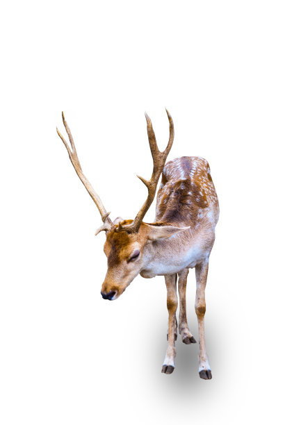 鹿白色背景图片下载