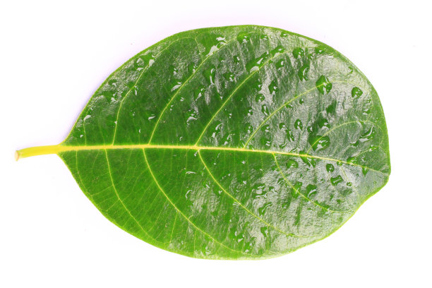 绿叶和孤立的水滴在白色的背景图片下载