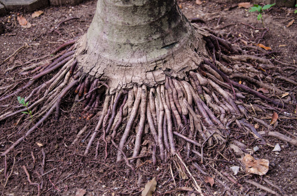 根树图片下载