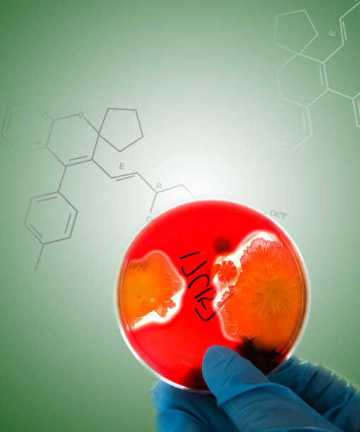 实验人员观察板上的溶血性细菌图片下载