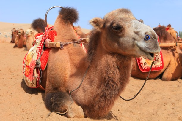 沙漠中的骆驼图片下载