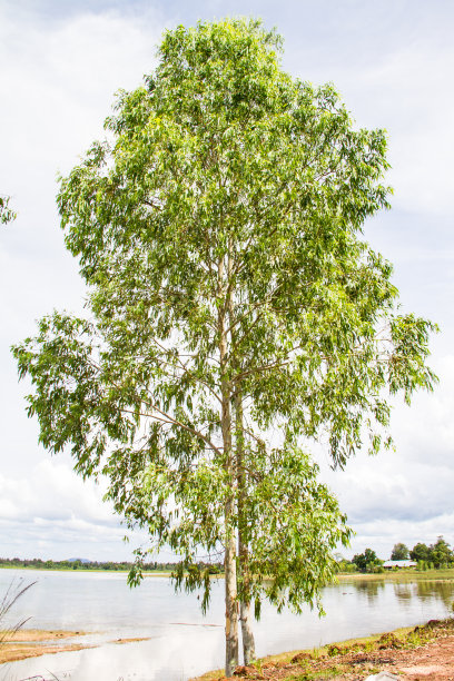 尤加利树图片下载