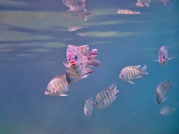 军士长小热带鱼图片下载