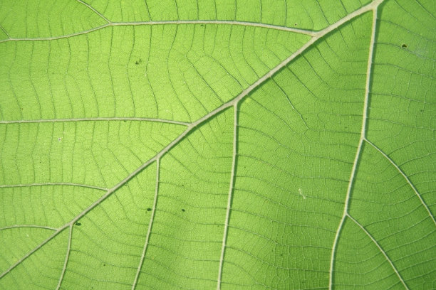 绿色的叶子图片下载