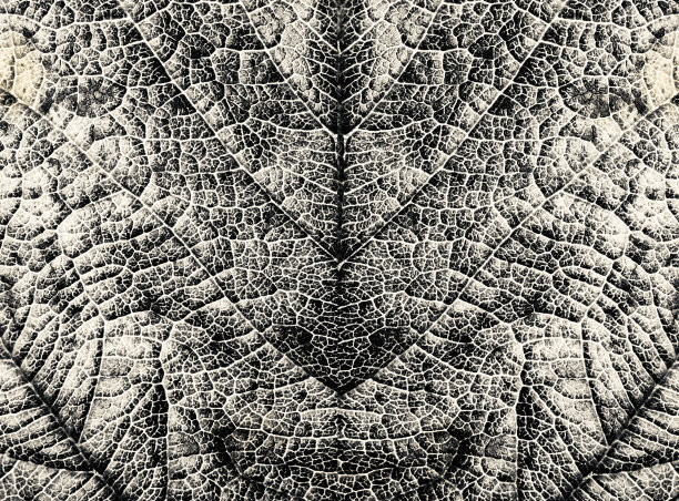 叶宏观状况图片下载