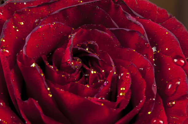 红玫瑰图片下载