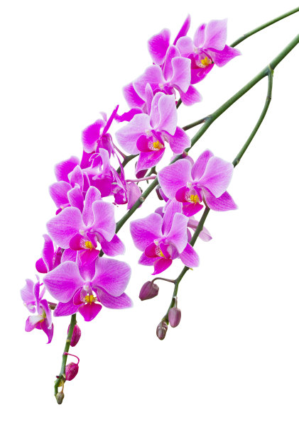 白色背景上的兰花图片下载