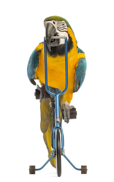 一只蓝黄相间的金刚鹦鹉，阿拉拉图片下载