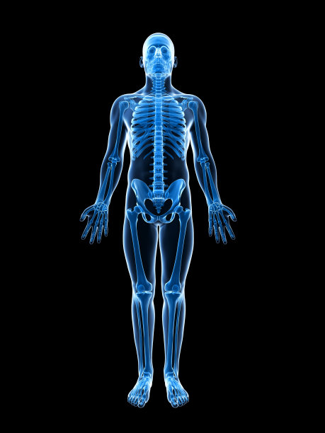 男性骨骼图片下载