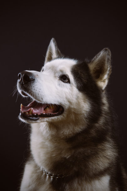 沙哑的肖像图片下载