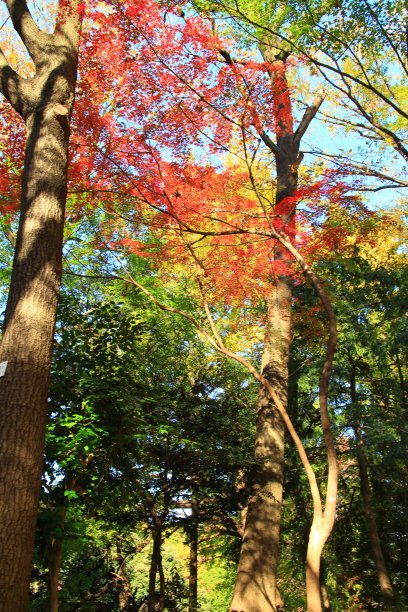 秋叶，美丽的时光图片下载