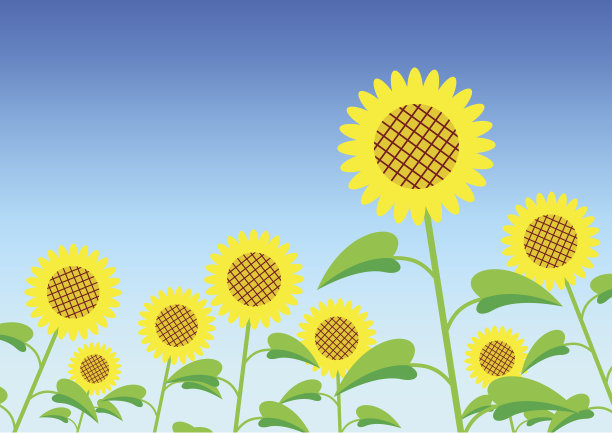 向日葵田图片下载