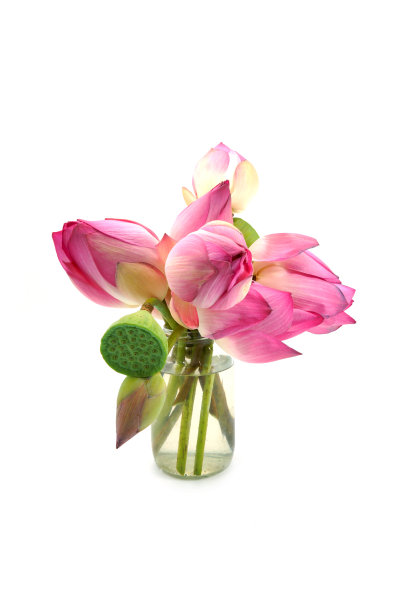 莲花上孤立的白色背景。图片下载