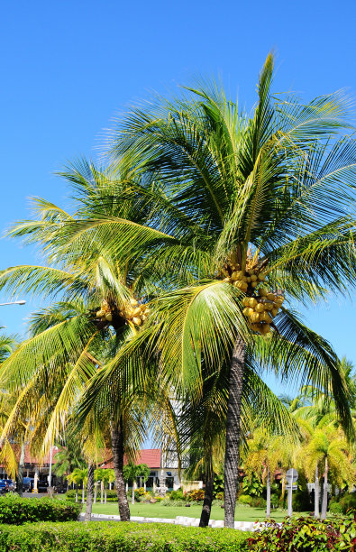 椰子棕榈树图片下载