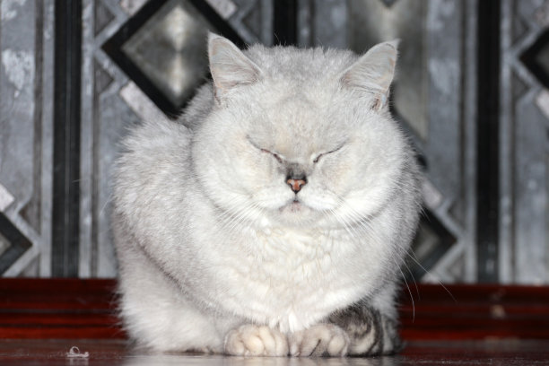 灰色的猫图片下载