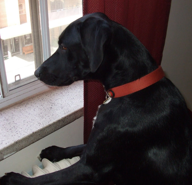 黑狗在窗外看着图片下载