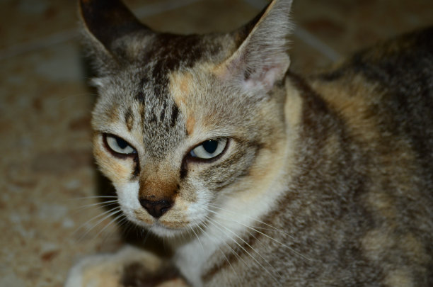 巨大的猫。图片下载